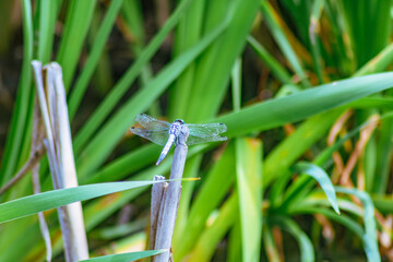 トンボ3ｰ18 © 齋藤高明