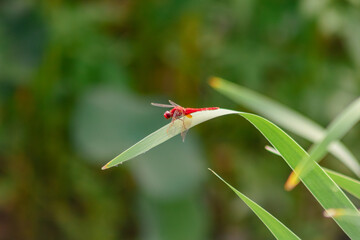 トンボ3ｰ13 © 齋藤高明