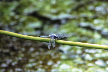 トンボ3ｰ12 © 齋藤高明