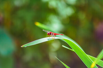 トンボ3ｰ1 © 齋藤高明