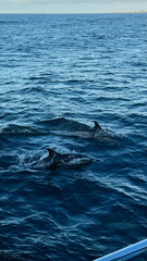Naklejka premium Dolphins in sea