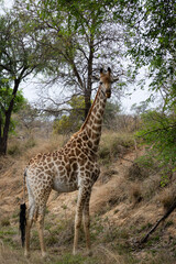 giraffe in the savannah