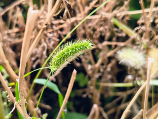Close-up of green foxtail grass (Setaria viridis) with fuzzy bristles, set against a blurred background of foliage and orange flowers. A vivid botanical detail from a natural outdoor setting.