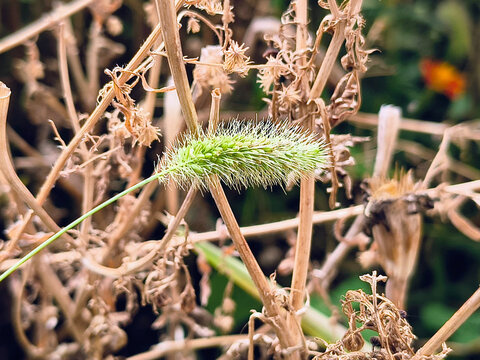 Close-up of green foxtail grass (Setaria viridis) with fuzzy bristles, set against a blurred background of foliage and orange flowers. A vivid botanical detail from a natural outdoor setting. - Powered by Adobe