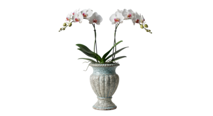 Elegant White Phalaenopsis Moth Orchid Plant in Decorative Light Blue Ceramic Vase Isolated