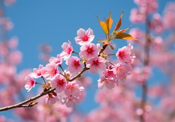 Fototapeta premium Cherry blossom branch with delicate pink flowers against a bright blue sky, symbol of spring and renewal.