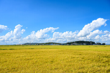 Korean traditional rice farming. Autumn rice field landscape. Korean rice paddies.Rice field and the sky in Ganghwa-do, Incheon, South Korea.