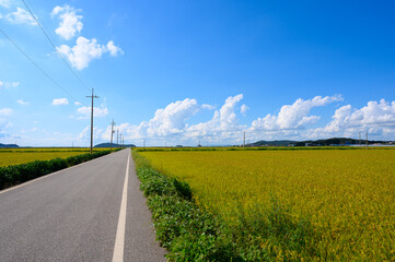 Korean traditional rice farming. Autumn rice field landscape. Korean rice paddies.Rice field and the sky in Ganghwa-do, Incheon, South Korea.