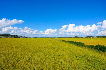 Korean traditional rice farming. Autumn rice field landscape. Korean rice paddies.Rice field and the sky in Ganghwa-do, Incheon, South Korea.