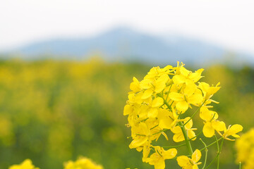 Obraz premium ５月 植物 黄色の花