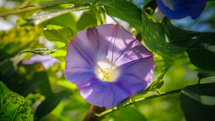 Close-up of a violet morning glory (Ipomoea nil) in the meadow taken in the morning sunlight on a sunny day.