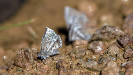 Hemiargus martha butterflies puddling on the bank f a creek in the La Candelaria desert, in the eastern Andean mountains of central Colombia near the town of Raquira.