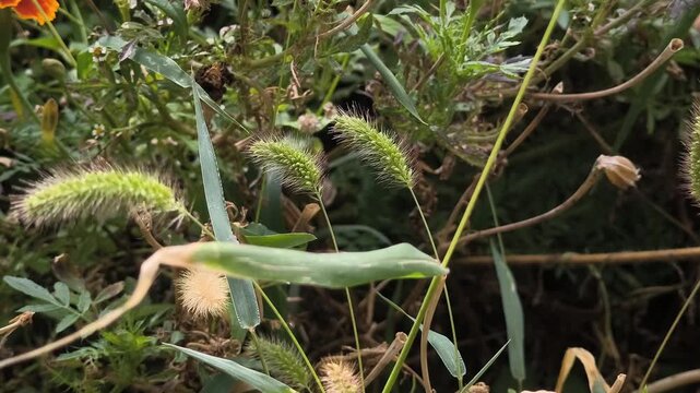 Close-up of green foxtail grass (Setaria viridis) with fuzzy bristles, set against a blurred background of foliage and orange flowers. A vivid botanical detail from a natural outdoor setting.