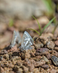 Hemiargus martha butterflies puddling on the bank f a creek in the La Candelaria desert, in the eastern Andean mountains of central Colombia near the town of Raquira.