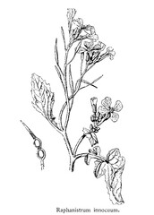 Raphanus raphanistrum, also known as wild radish, white charlock or jointed charlock, is a flowering plant in the family Brassicaceae, old vintage illustration, 1892