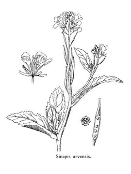 Rhamphospermum arvensis, Sinapis arvensis the charlock mustard, field mustard, wild mustard, or just charlock, is an annual or winter annual plant in the family Brassicaceae, old vintage illustration,