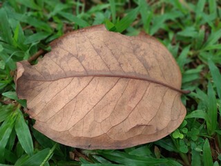 Close up of a dry leaf on fresh green grass in the morning