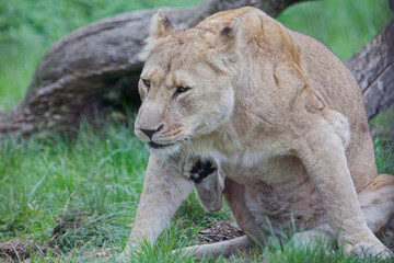 Obraz premium A lioness scratches an itch with her back leg 
