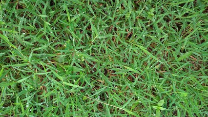 Fresh green grass with morning dew drops in spring in the park. Water droplets on the grass, Natural background