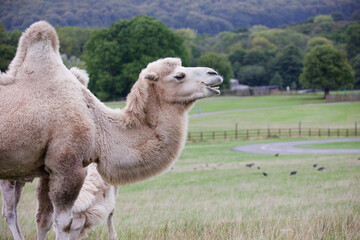 Portrait of a camel looking to the right