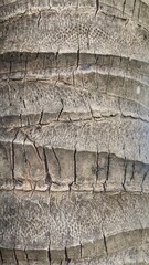 Coconut palm tree trunk close up with natural texture