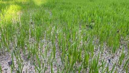 Fototapeta premium Fresh green rice field grass in countryside natural landscape
