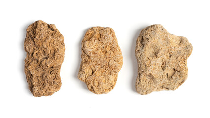 Three Fossilized Rocks with Shells and Natural Texture