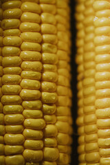 Fresh yellow corn close up, healthy vegan food, natural ingredient