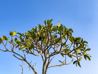 A plumeria tree with lush green leaves and intricate branches stands against a clear, vibrant blue sky.