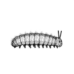 Caterpillar outline illustration crawling insect cartoon drawing