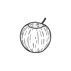 Coconut outline illustration simple tropical nut drawing