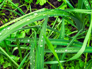 Close-up of green grass blades with spherical water droplets aligned along the veins. A fresh, natural scene highlighting surface tension, morning moisture, and the beauty of plant textures.
