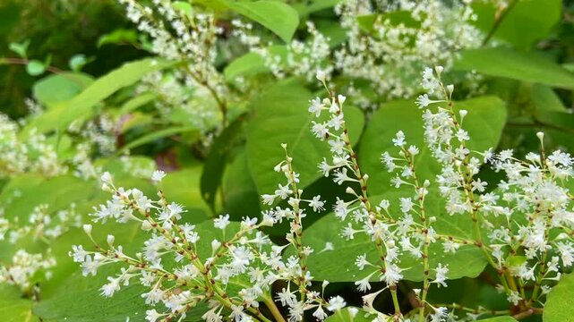 Bees pollinating beautiful soft white flowers in fall time, New England 