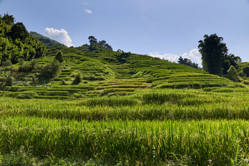 Risaie a terrazza del Vietnam