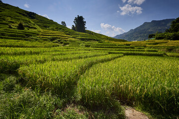 Campi di riso in Vietnam