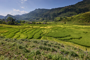 Campi di riso in Vietnam