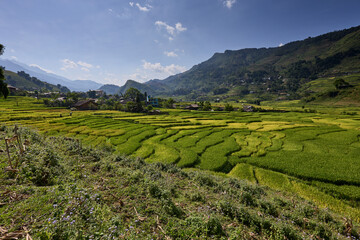 Campi di riso in Vietnam
