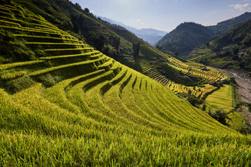 Risaie a terrazza del Vietnam