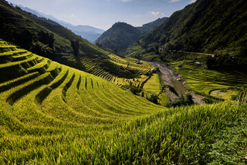 Risaie a terrazza del Vietnam