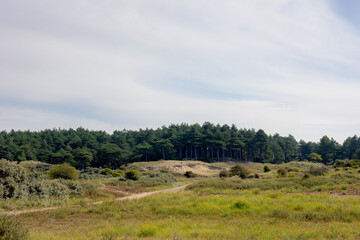 Fototapeta premium Summer landscape, The pine forest with green leaves under blue sky, Zuid-Kennemerland National Park between Bloemendaal and the Dutch North Sea, Located in the province of North Holland, Netherlands.