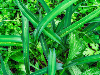 Obraz premium Close-up of green grass blades with spherical water droplets aligned along the veins. A fresh, natural scene highlighting surface tension, morning moisture, and the beauty of plant textures.