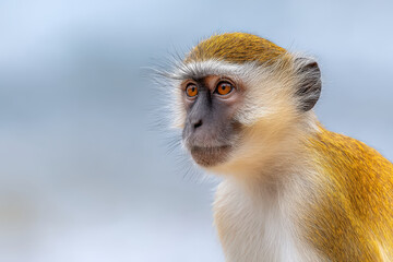 Obraz premium portraits of top animals featuring rare species captured against minimalistic clean background