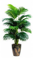 Obraz premium Lush, green indoor palm tree in a dark, marbled pot, isolated on a white background