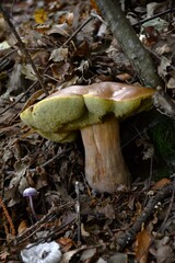 I funghi porcini nel loro habitat naturale.