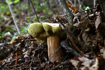 I funghi porcini nel loro habitat naturale.