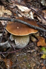 I funghi porcini nel loro habitat naturale.