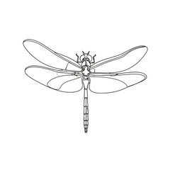 Detailed illustration of a dragonfly in flight showcasing its delicate wings and body structure
