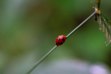 Vibrant Red Ladybug with Black Spots Resting on a Green Plant Stem