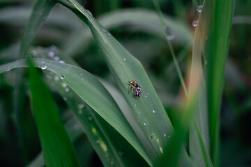 A Colorful Jumping Spider (Salticidae) on a Blade of Green Grass