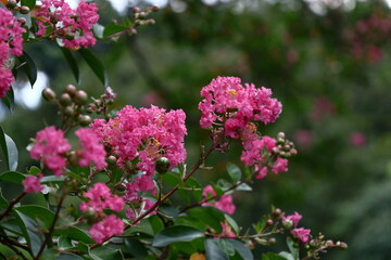 真夏の青空に映える